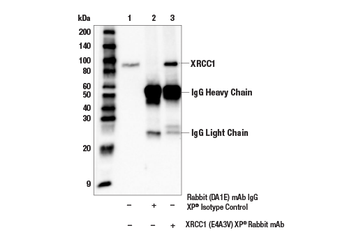Immunoprecipitation Image 1: XRCC1 (E4A3V) Rabbit Monoclonal Antibody