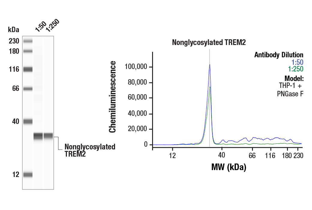 Western Blotting Image 1: TREM2 (E4J7A) Rabbit Monoclonal Antibody