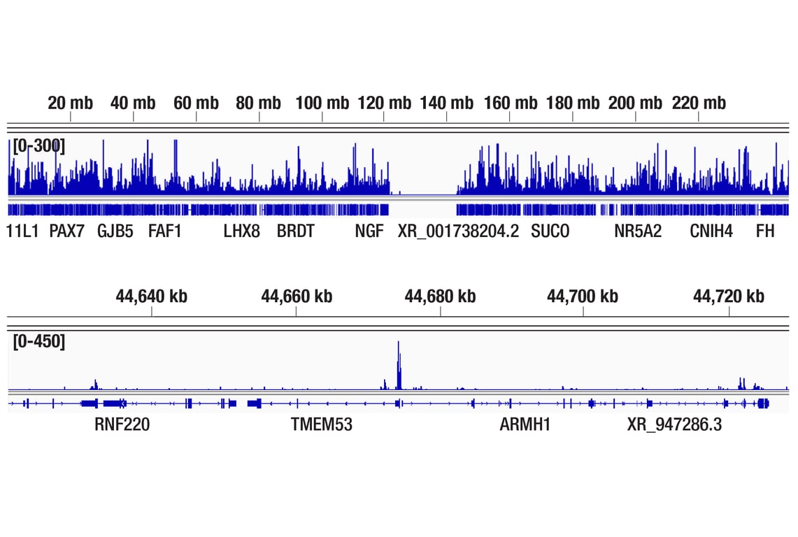 CUT & Tag Image 2: BRD4 (E2A7X) Rabbit Monoclonal Antibody