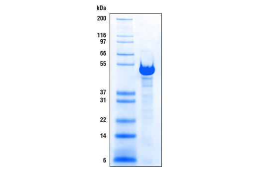 CUT & RUN Image 1: CUT&RUN pAG-MNase and Spike-In DNA