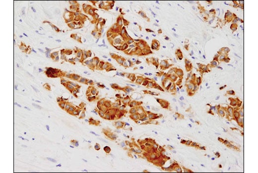Immunohistochemistry Image 1: Phospho-Tau (Ser416) (D7U2P) Rabbit Monoclonal Antibody