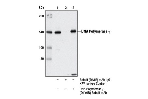 Immunoprecipitation Image 1: DNA Polymerase gamma (D1Y6R) Rabbit Monoclonal Antibody