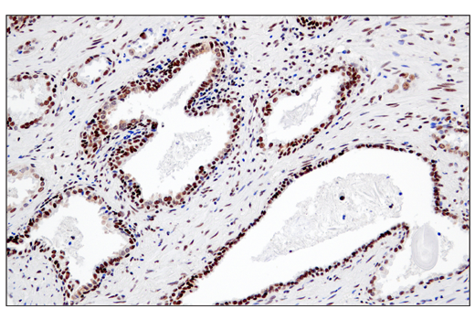 Immunohistochemistry Image 6: RPA32/RPA2 (E8X5P) Rabbit Monoclonal Antibody (BSA and Azide Free)