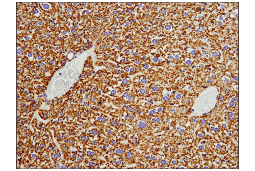 Immunohistochemistry Image 3: COX IV (D6I4K) Rabbit Monoclonal Antibody