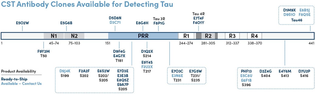 Graphic showing different Tau antibody clones available from CST.