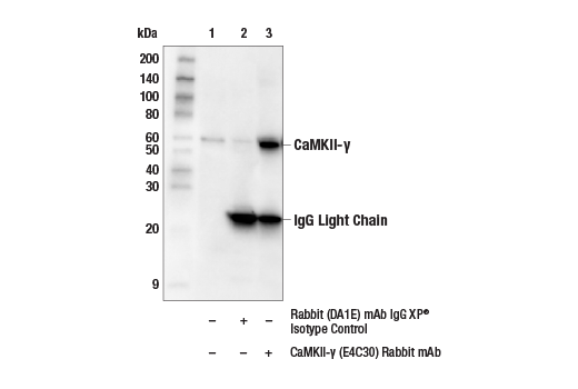 Immunoprecipitation Image 1: CaMKII-gamma (E4C3O) Rabbit Monoclonal Antibody