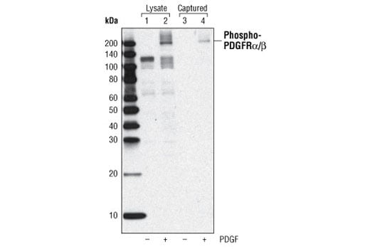 ELISA Image 3: PathScan<sup>®</sup> Phospho-PDGF Receptor alpha/beta (panTyr) Sandwich ELISA Kit