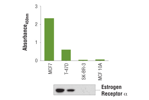 ELISA Image 1: PathScan<sup>®</sup> Total Estrogen Receptor α Sandwich ELISA Kit 