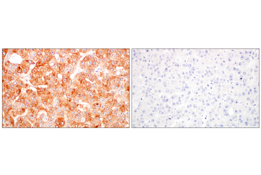 Immunohistochemistry Image 6: BST2 (E4N3W) Rabbit Monoclonal Antibody