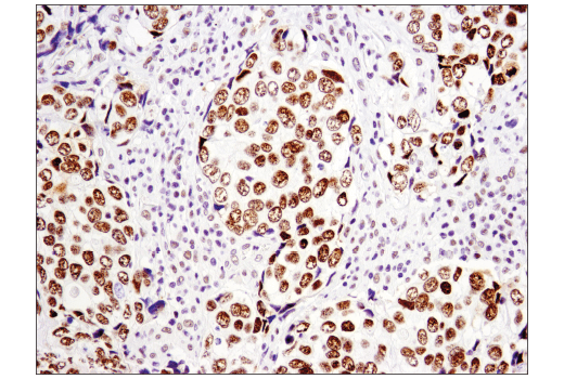 Immunohistochemistry Image 1: p300 (D8Z4E) Rabbit Monoclonal Antibody