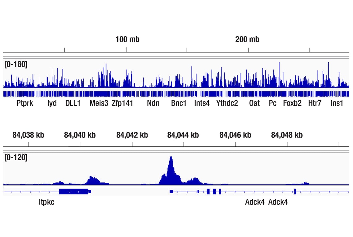 CUT & RUN Image 3: Phospho-c-Jun (Ser63) (E6I7P) Rabbit Monoclonal Antibody
