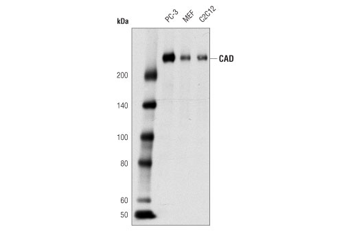 Western Blotting Image 1: CAD (D2T8H) Rabbit mAb