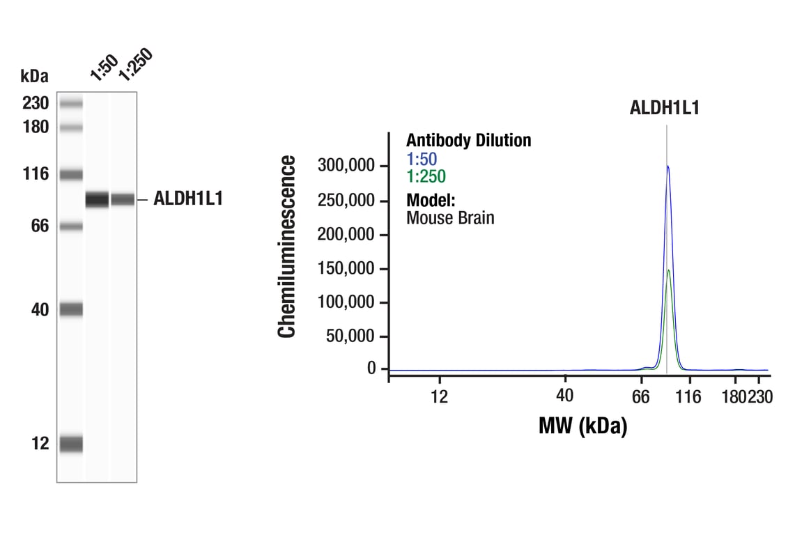 Western Blotting Image 1: ALDH1L1 (E7D7G) Rabbit Monoclonal Antibody