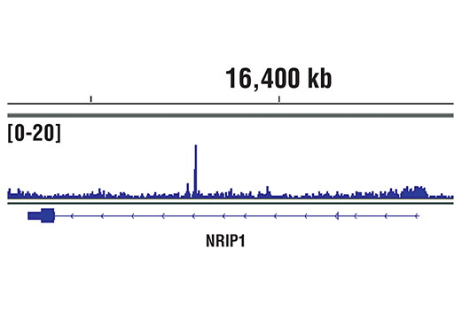 Chromatin Immunoprecipitation Image 1: SRC-2 (D2X4M) Rabbit Monoclonal Antibody