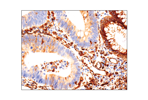 Immunohistochemistry Image 1: STING (D2P2F) Rabbit Monoclonal Antibody
