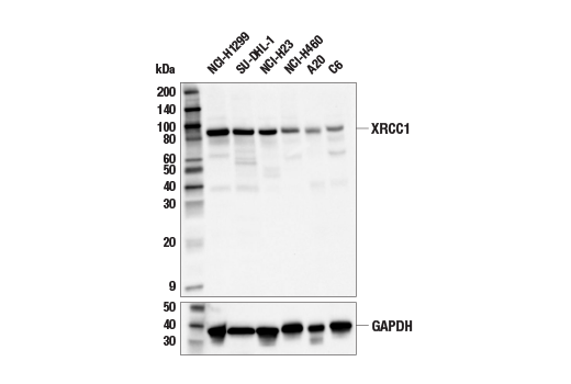 Western Blotting Image 2: XRCC1 (E4A3V) Rabbit Monoclonal Antibody