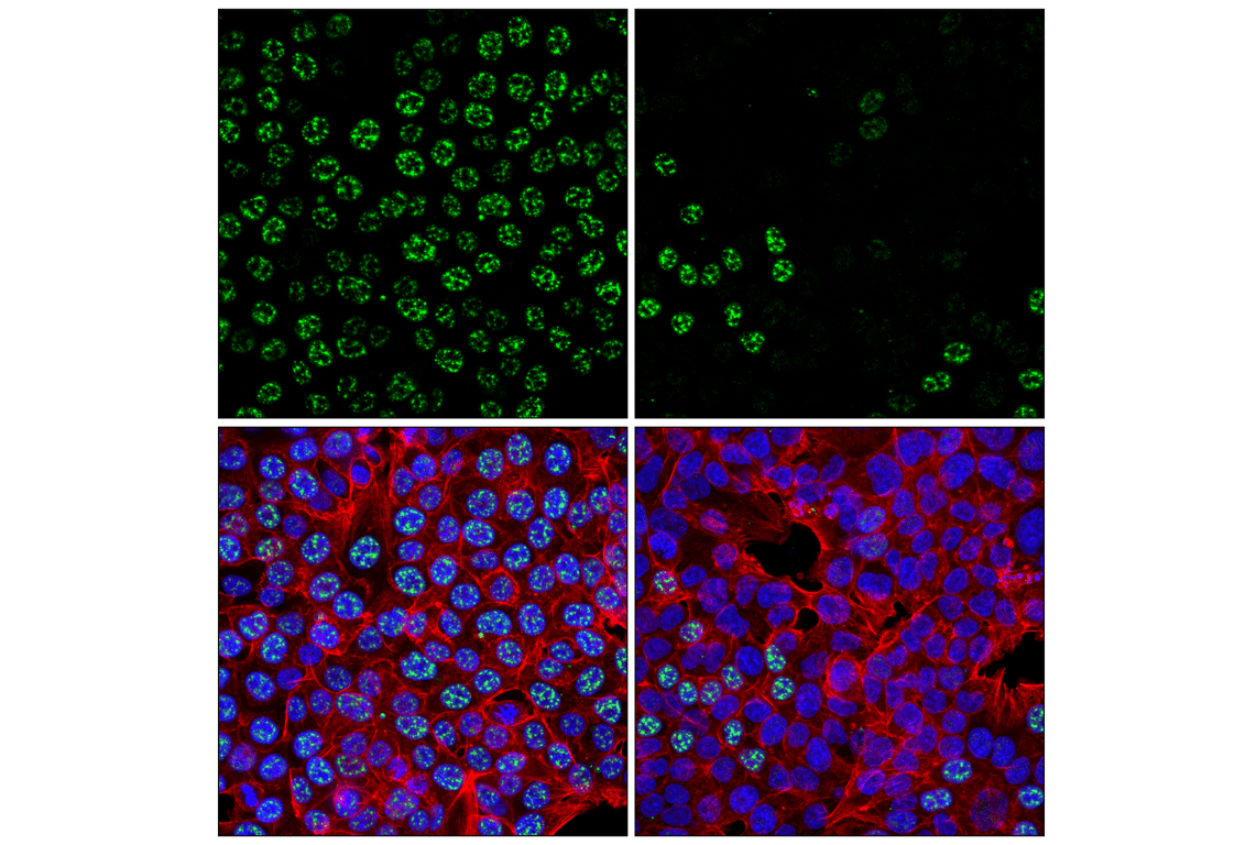 Immunofluorescence Image 1: SRRM2 (F3J1Z) Rabbit Monoclonal Antibody