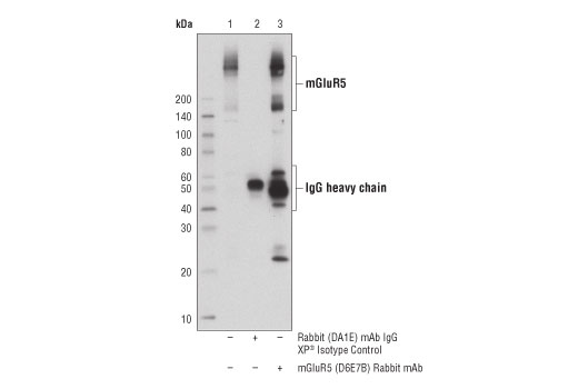 Immunoprecipitation Image 1: mGluR5 (D6E7B) Rabbit Monoclonal Antibody