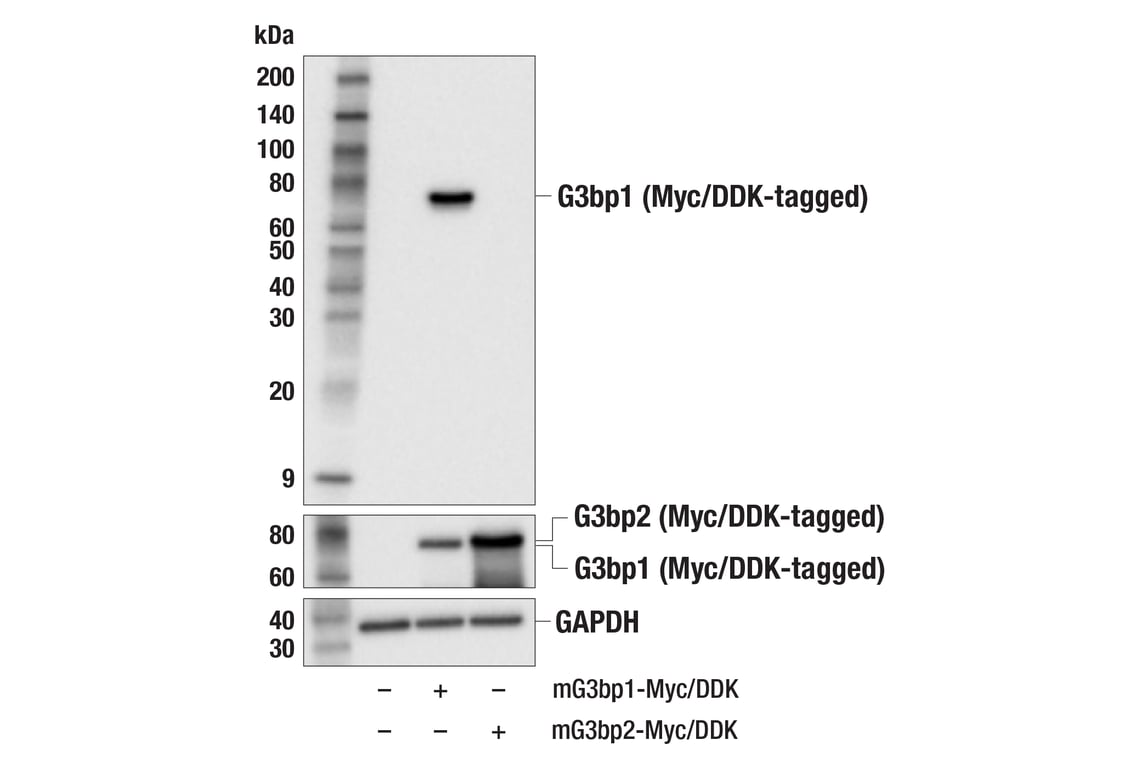 Western Blotting Image 3: G3bp1 (E8N8F) Rabbit Monoclonal Antibody