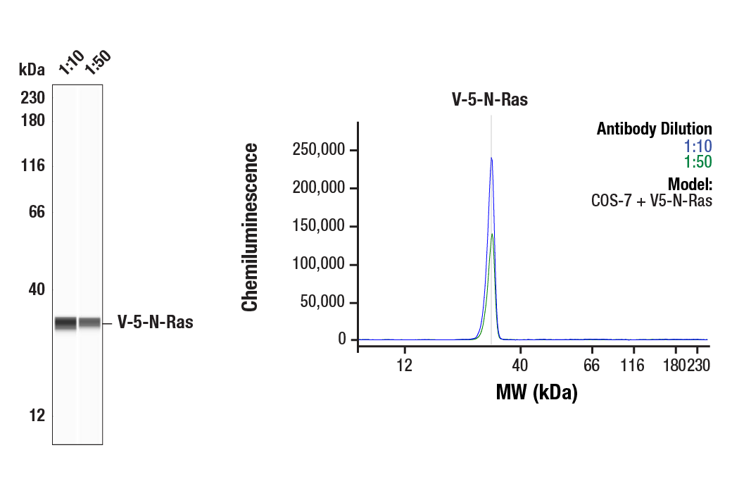 Western Blotting Image 1: V5-Tag (D3H8Q) Rabbit Monoclonal Antibody