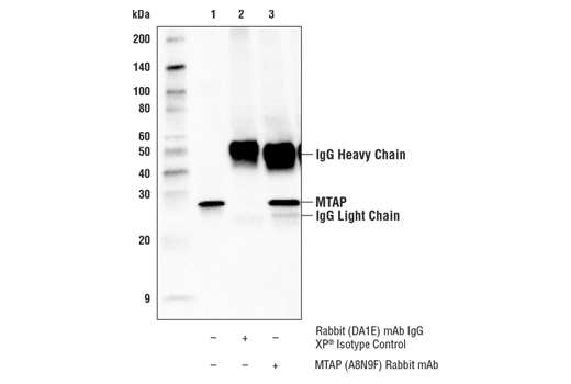 Immunoprecipitation Image 1: MTAP (A8N9F) Rabbit Monoclonal Antibody