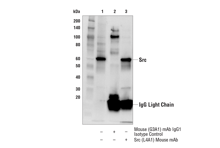 Immunoprecipitation Image 1: Src (L4A1) Mouse Monoclonal Antibody