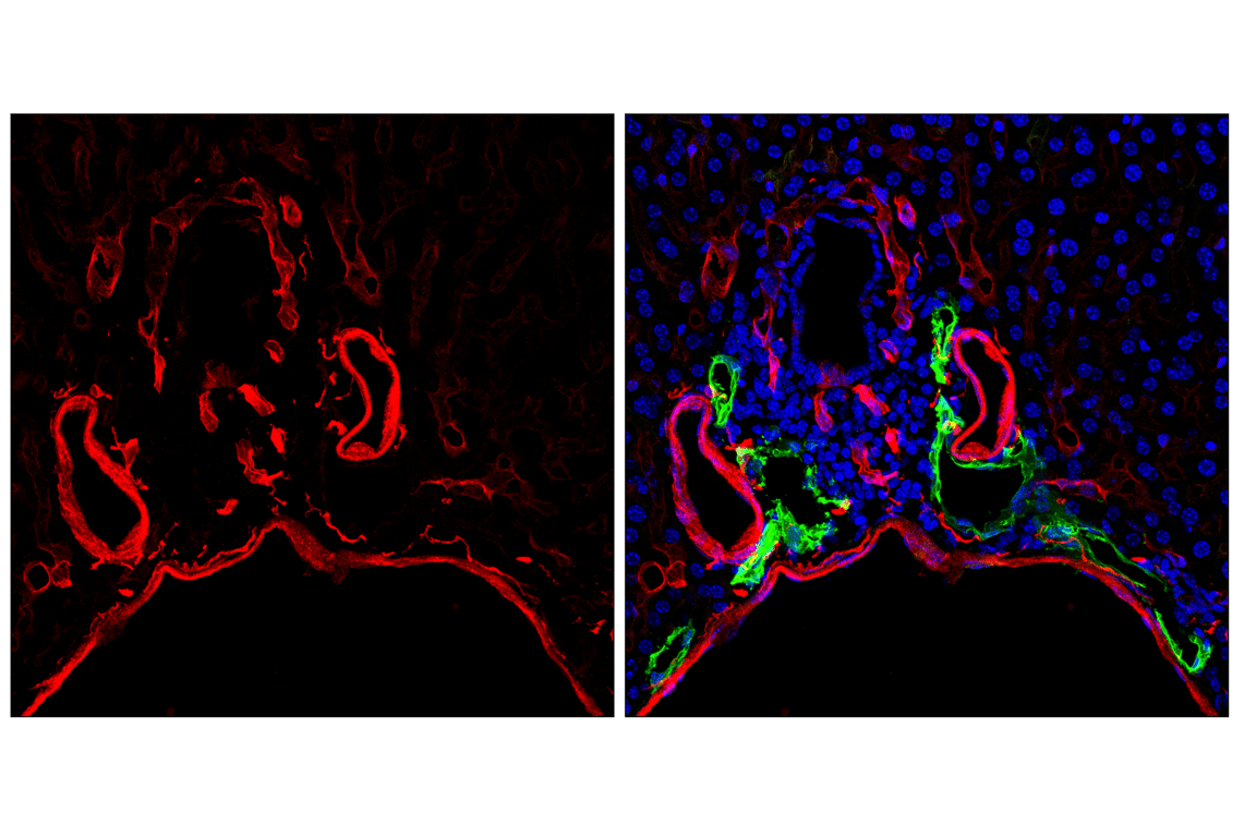 undefined Image 90: Pericyte Antibody Sampler Kit