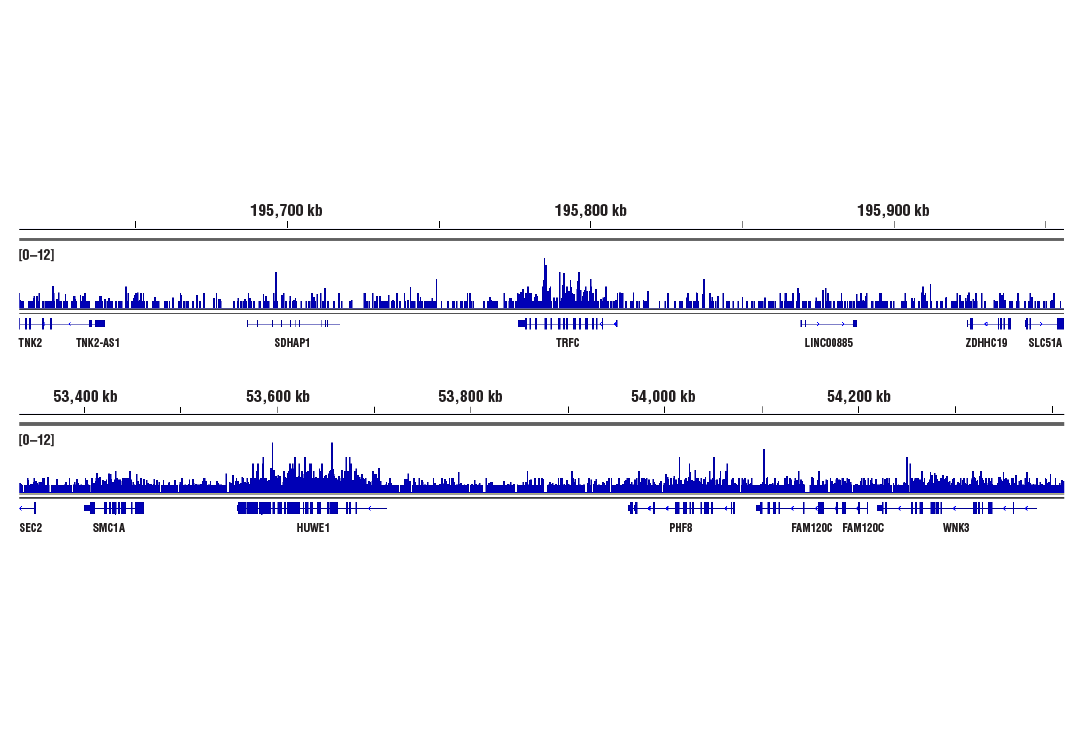 CUT & RUN Image 2: DNMT3A (D2H4B) Rabbit Monoclonal Antibody