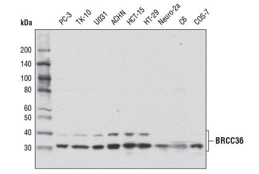 Western Blotting Image 1: BRCC36 (D5E5H) Rabbit mAb