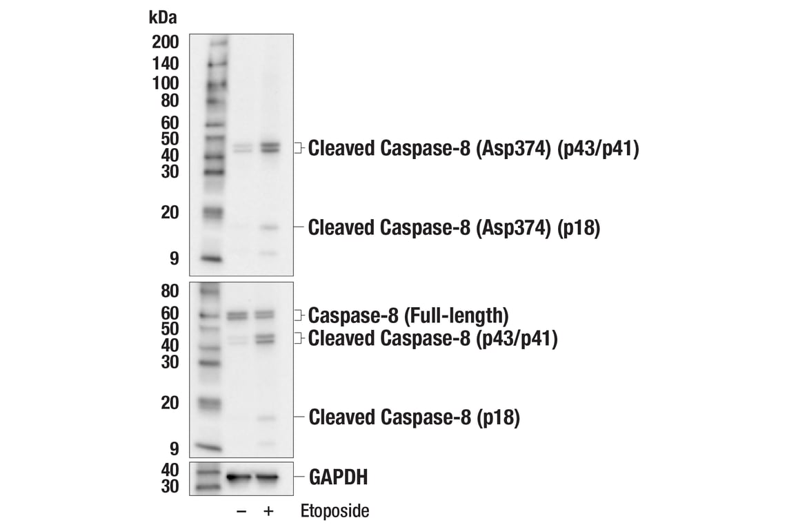 Western Blotting Image 3: Cleaved Caspase-8 (Asp374) (E6H8S) Rabbit Monoclonal Antibody