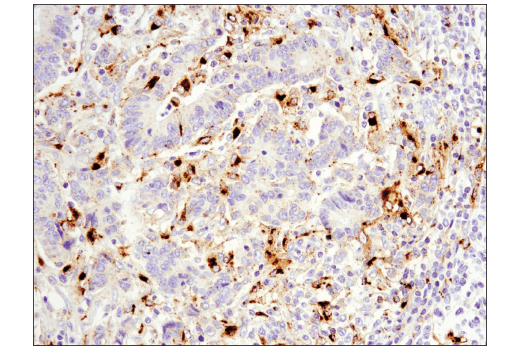 Immunohistochemistry Image 2: OX40L (D6K7R) Rabbit Monoclonal Antibody