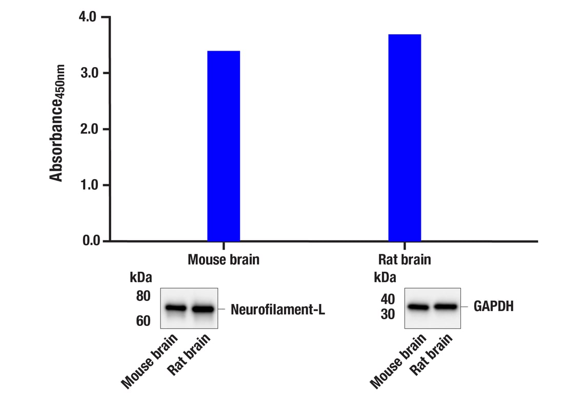 ELISA Image 2: PathScan<sup>®</sup> RP Neurofilament-L Sandwich ELISA Kit