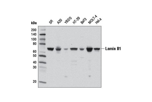 Western Blotting Image 2: Lamin B1 (D4Q4Z) Rabbit Monoclonal Antibody