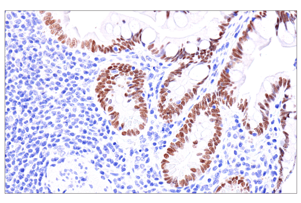 Immunohistochemistry Image 9: GATA-6 (D61E4) Rabbit Monoclonal Antibody (BSA and Azide Free)