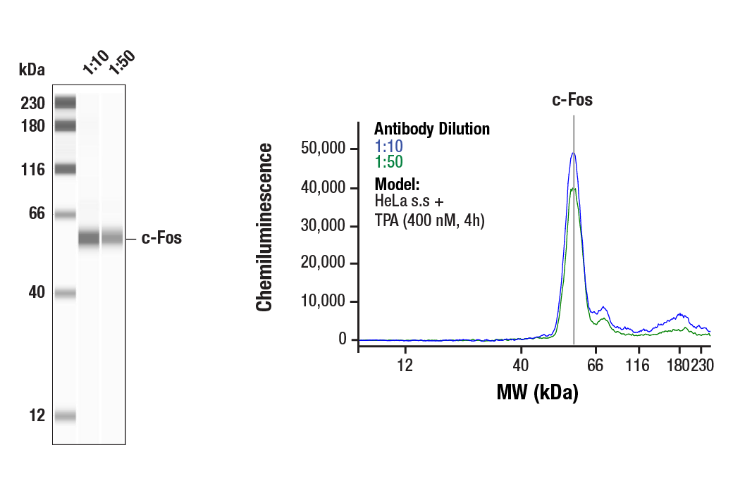 Western Blotting Image 1: c-Fos (9F6) Rabbit mAb