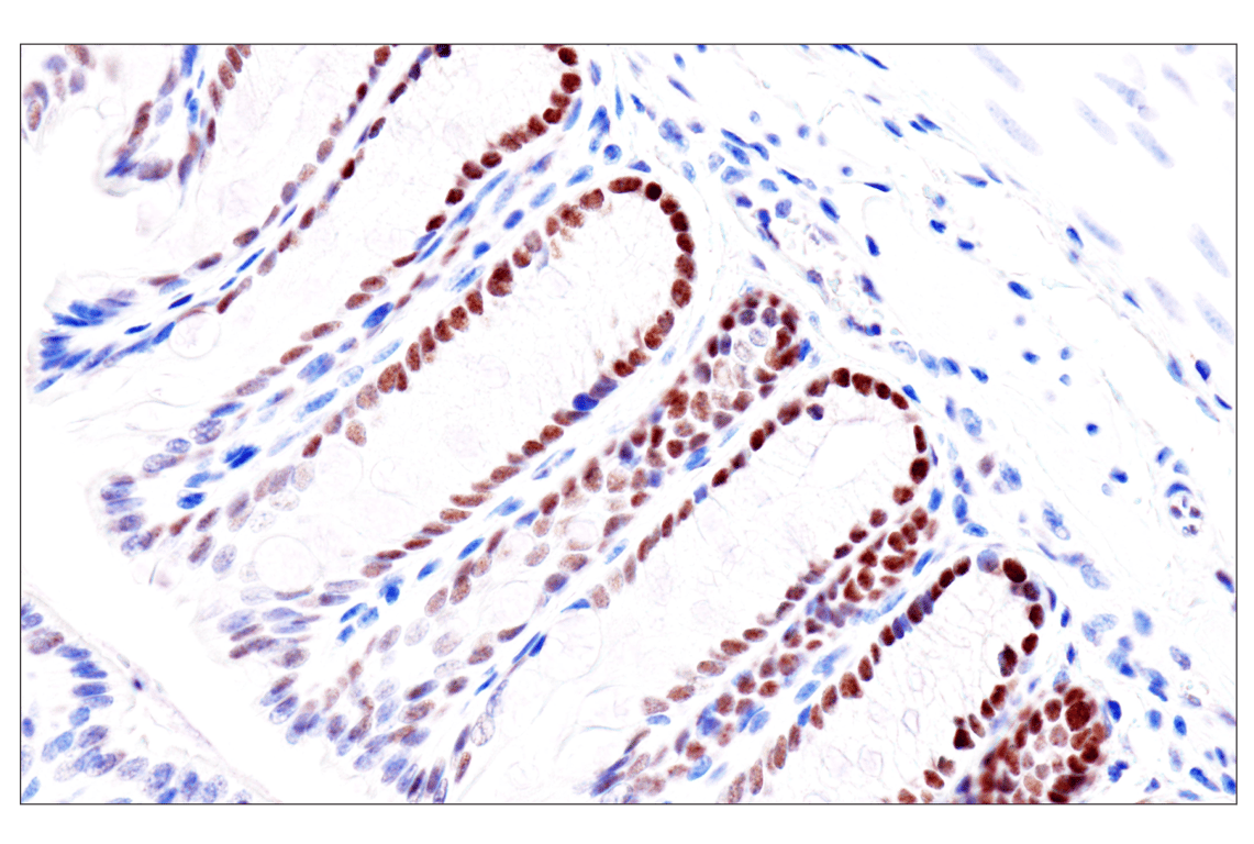 Immunohistochemistry Image 20: GATA-6 (D61E4) Rabbit Monoclonal Antibody (BSA and Azide Free)