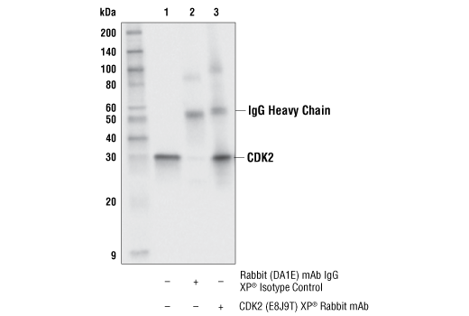 Immunoprecipitation Image 1: CDK2 (E8J9T) Rabbit Monoclonal Antibody
