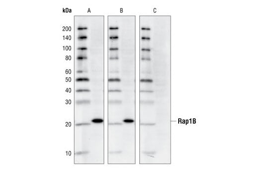 Western Blotting Image 2: Rap1B (36E1) Rabbit Monoclonal Antibody