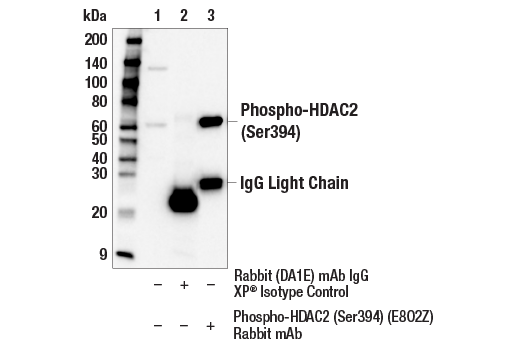 その他 moa Anti-CASK Antibody - Rabbit Monoclonal [PT55]