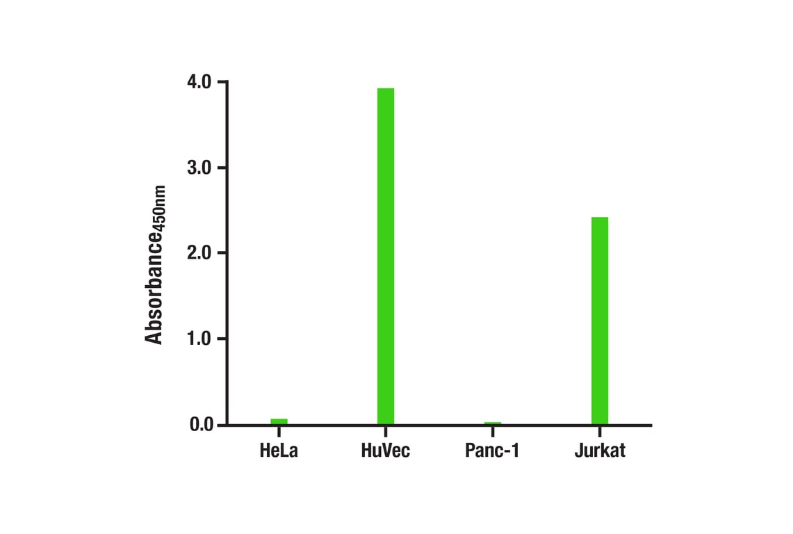 ELISA and/or ELISA-like Assays Image 2: CD31 (PECAM-1) (89C2) Mouse Monoclonal Antibody (BSA and Azide Free)
