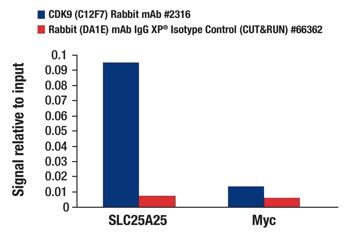 CUT & RUN Image 3: CDK9 (C12F7) Rabbit Monoclonal Antibody