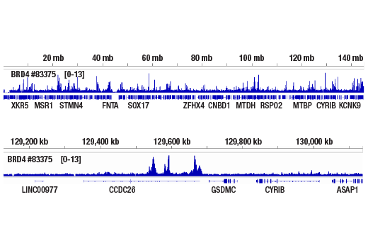 Chromatin Immunoprecipitation Image 2: BRD4 (pan) (E1Y1P) Rabbit Monoclonal Antibody