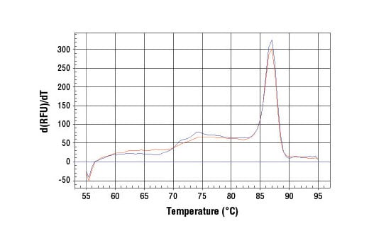 Chromatin Immunoprecipitation Image 2: SimpleChIP<sup>®</sup> Human DHFR Intron 1 Primers