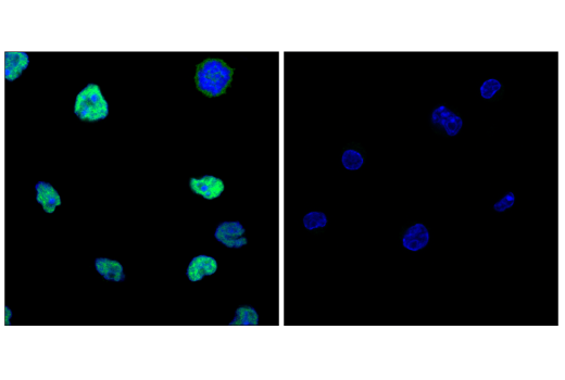Immunofluorescence Image 1: TCF1/TCF7 (E6O1K) Rabbit Monoclonal Antibody