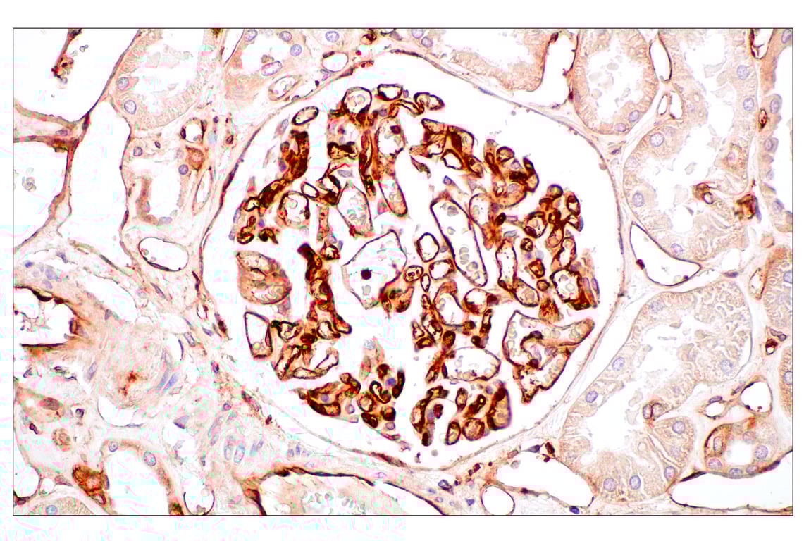 Immunohistochemistry Image 12: MHC Class I (EMR8-5) Mouse Monoclonal Antibody