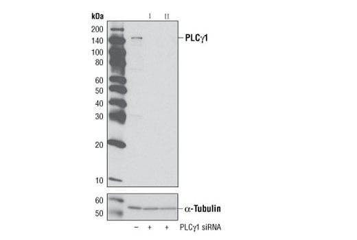 undefined Image 9: PLC gamma Antibody Sampler Kit