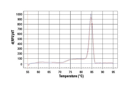 Chromatin Immunoprecipitation Image 2: SimpleChIP<sup>®</sup> Human CDKN1A Promoter Primers