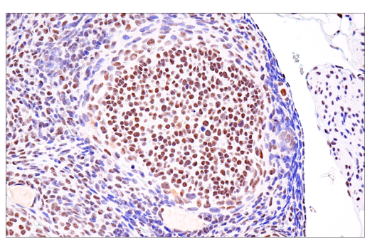 Immunohistochemistry Image 12: USP39 (E8U2M) Rabbit Monoclonal Antibody