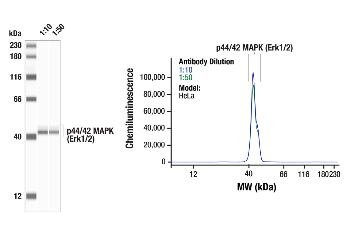 erkページ p44/42 MAPK (Erk1/2) (137F5) Rabbit mAb | Cell Signaling