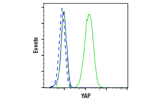 Flow Cytometry Image 1: YAP (D8H1X) Rabbit Monoclonal Antibody (BSA and Azide Free)